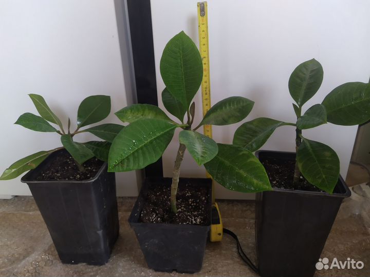 Плюмерия, микс