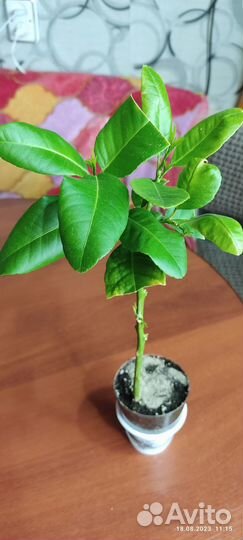 Комнатные растения(цитрусовые)