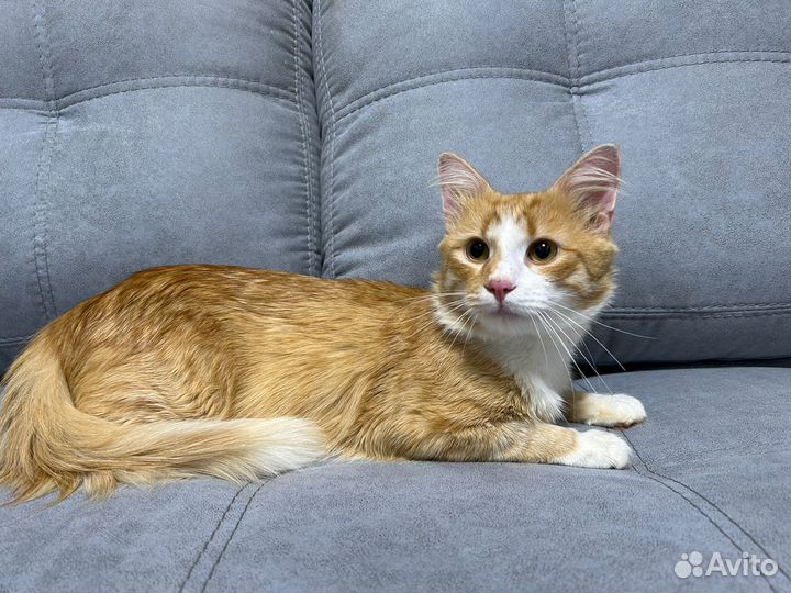 Котик Абрикос ищет любящих хозяев