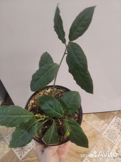 Лавр, лимонник