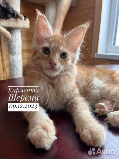 Мейн-кун котята питомник Шереми