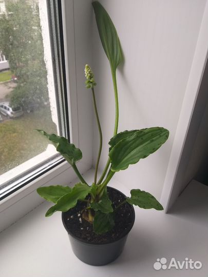 Неприхотливые домашние цветы