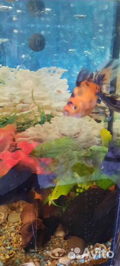 Аквариум с рыбками