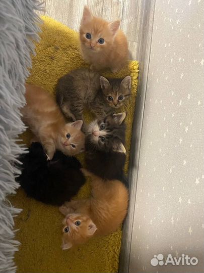 Котята бесплатно