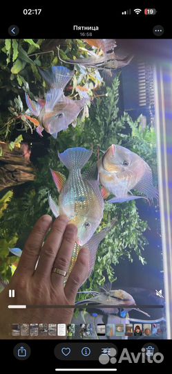 Рыбы геофагусы Хекеля дикари