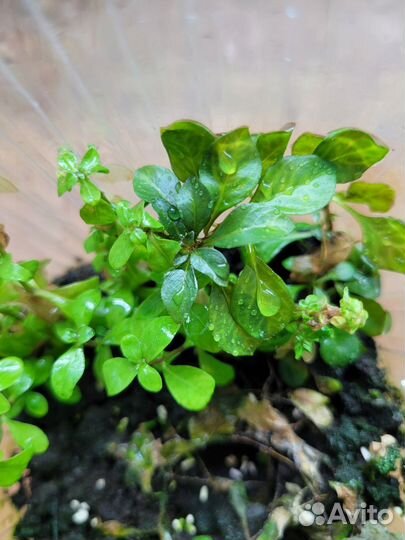 Аквариумные растения в воздушной форме