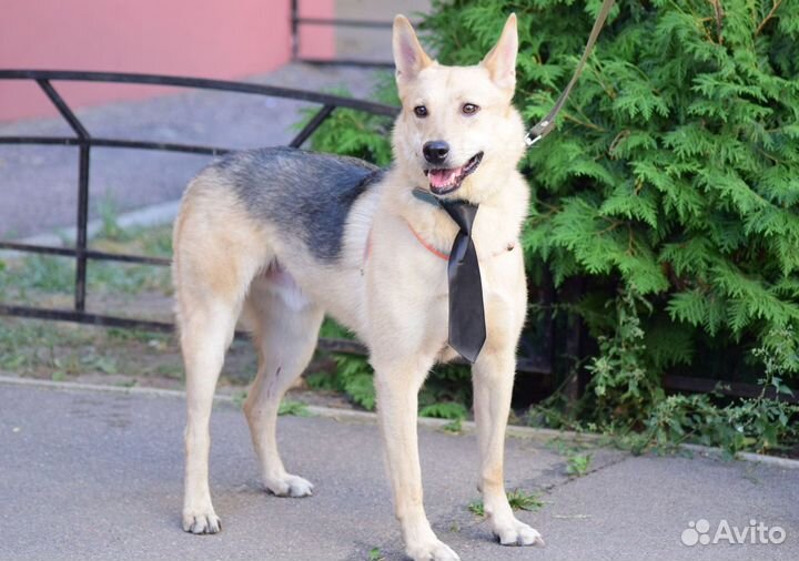 Лайкообразный парень Вольф ищет дом