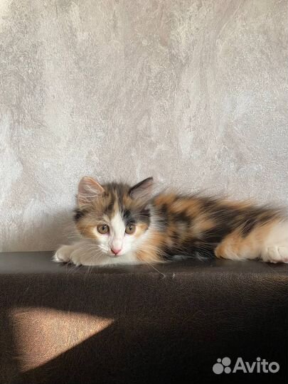 Котенок мальчик