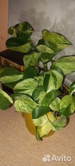 Сциндапсус эпипремнум