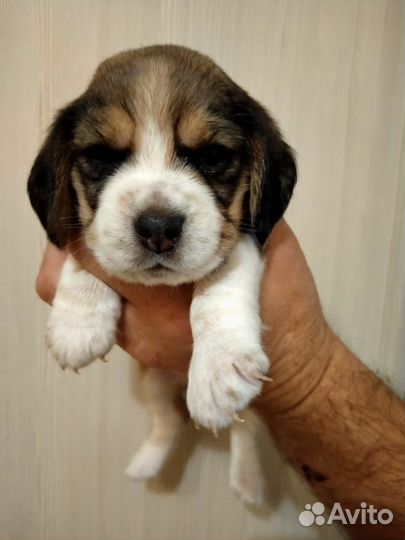 Щенки бигль