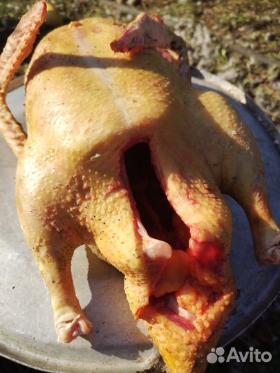 Мясо Индоутки