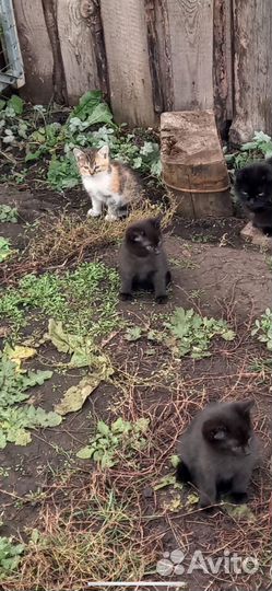 Домашние животные кошки
