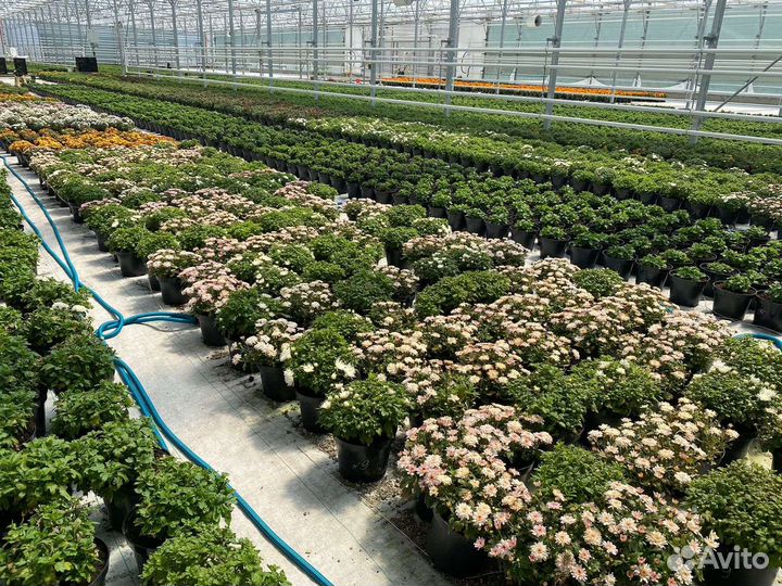 Хризантемы мультифлора