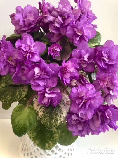 Стартёрчики сортовых фиалок