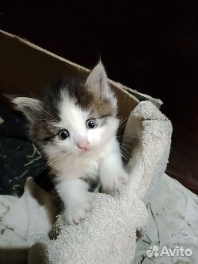 Отдам в добрые руки