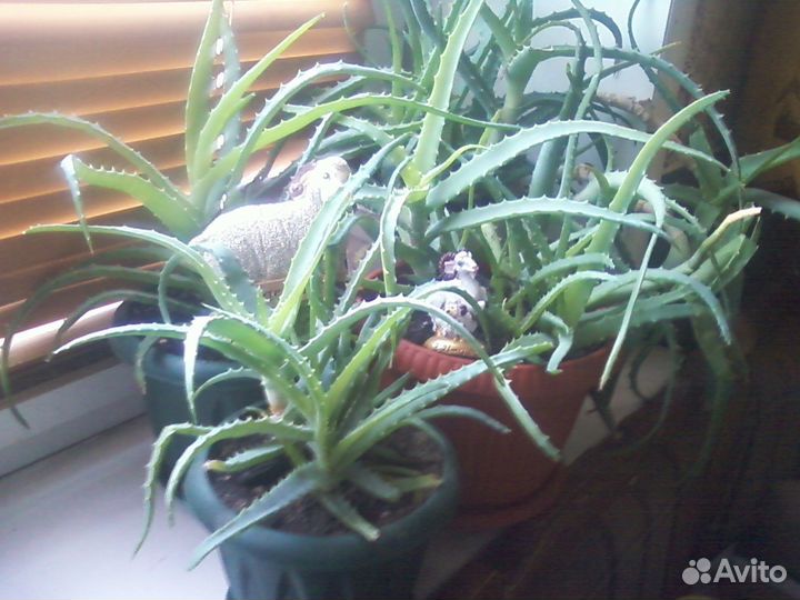 Алоэ древовидное - столетник. Без фитогормонов