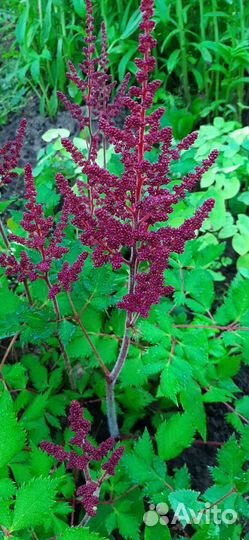 Астильба, вероники