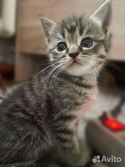 Котята сибирской кошки