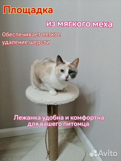 Когтеточка