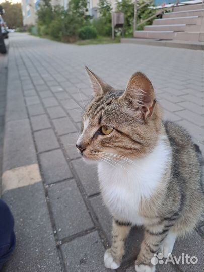 Бывшедомашний коть в добрые руки