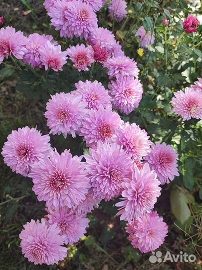Хризантема кустовая