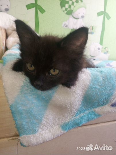 Черный котенок