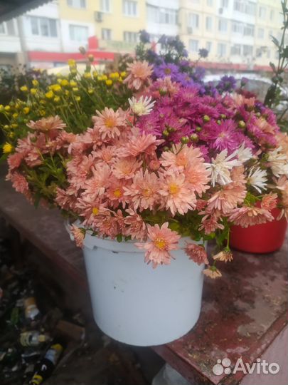 Хризантемы многолетние