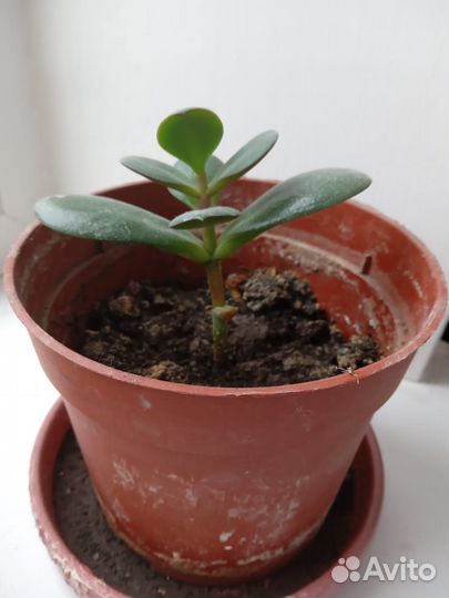 Денежное дерево