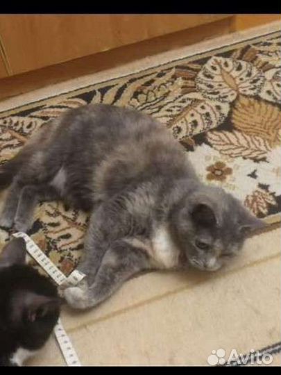 Кошка, трехцветка, Майя