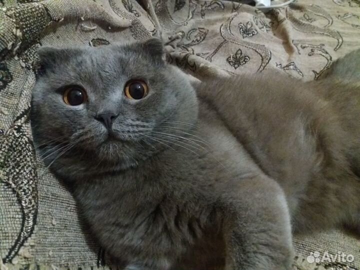 В добрые руки