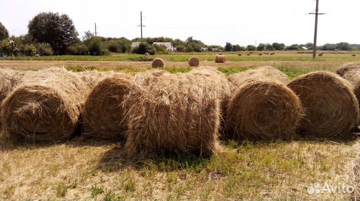 Сено в тюках