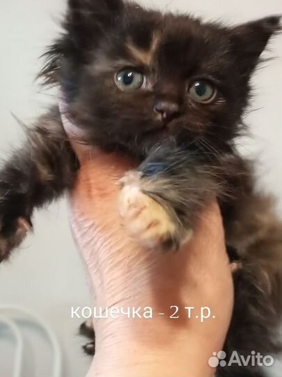 Котята курильского бобтейла