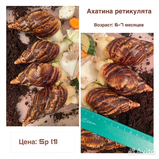 Улитки ахатины