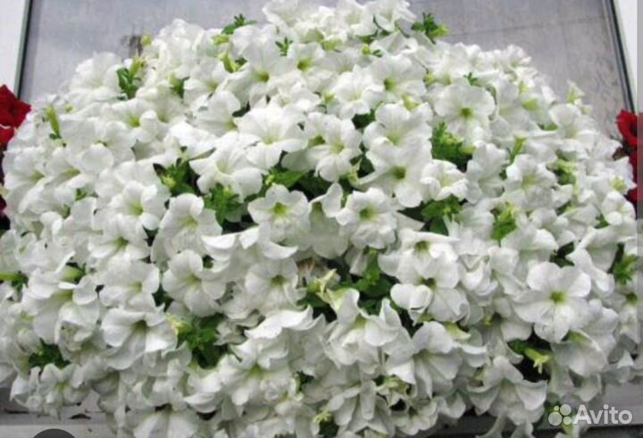 Петуния Фанфара Вайт, вегетативная, черенки