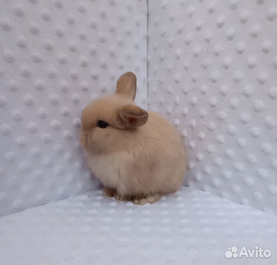 Есть карликовый кролик.Доставка 500