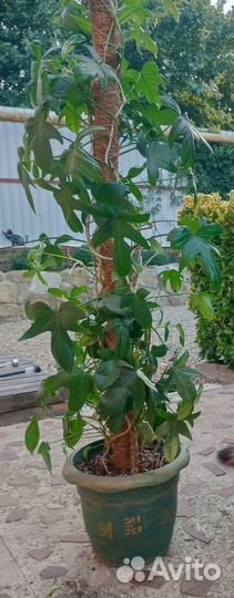 Филодендрон Педатум