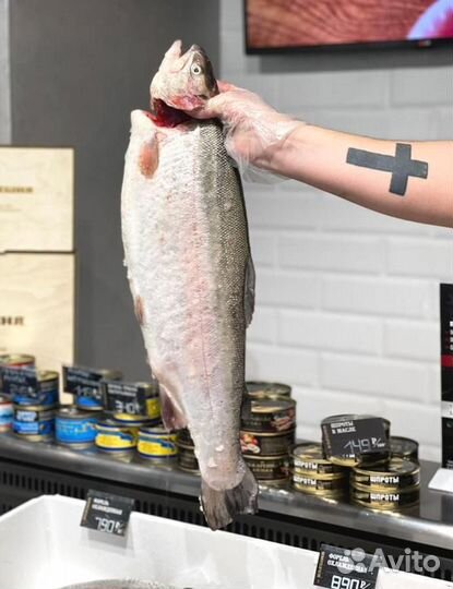 Форель охлаждённая