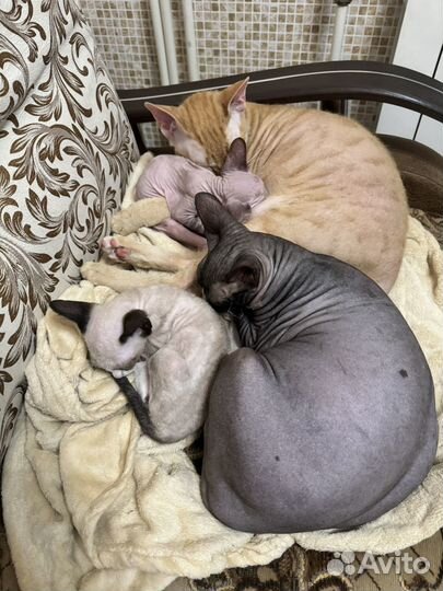 Котята сфинксы