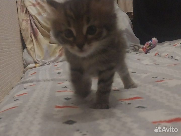 Котята