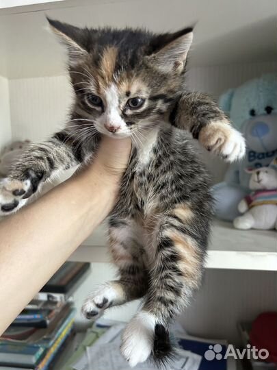 Котята красивые в дар