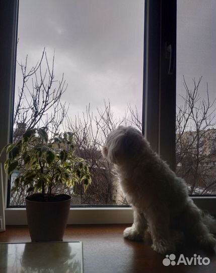 Мальтезе вязка