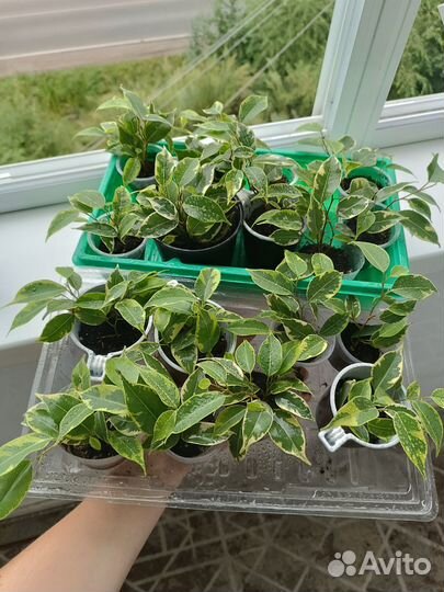 Комнатные цветы фикус бенджамина