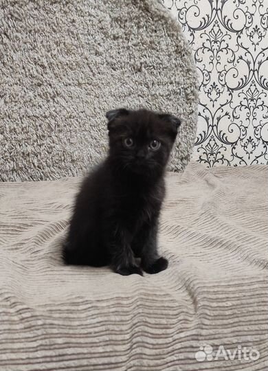 Шотладские котята