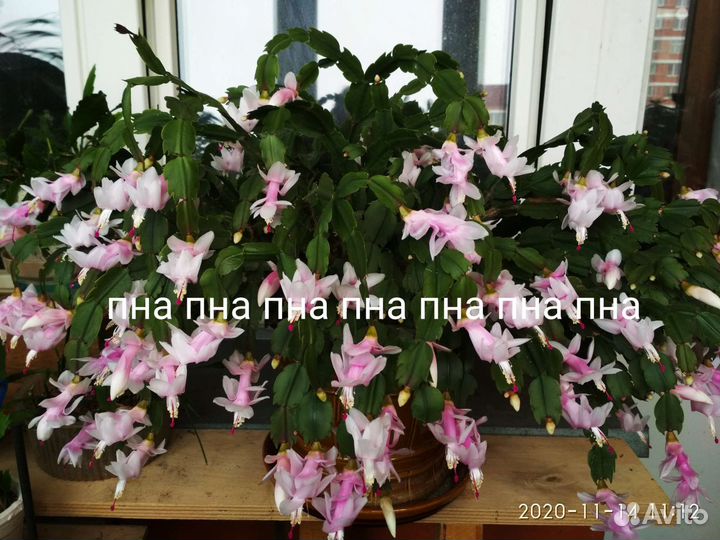 Декабрист саженцы