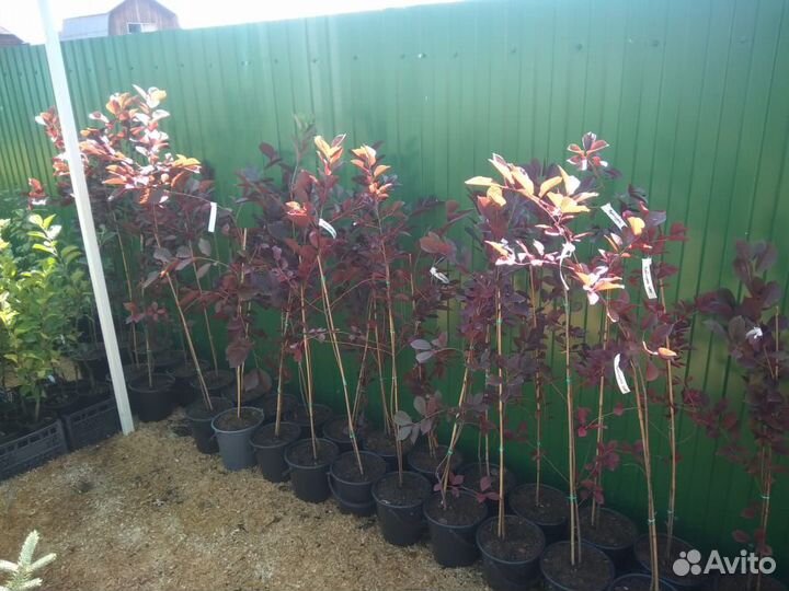 Черемуха Шуберта