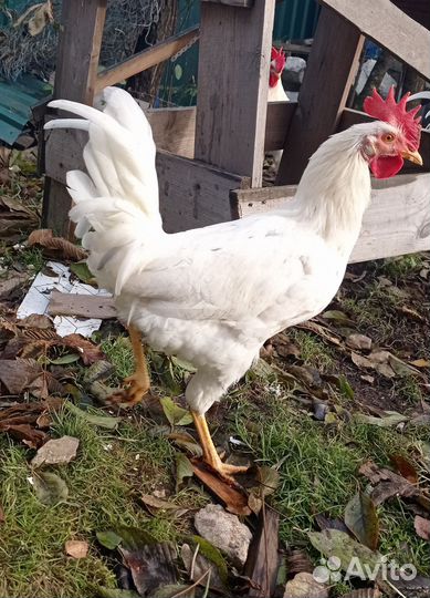 Молодые петушки