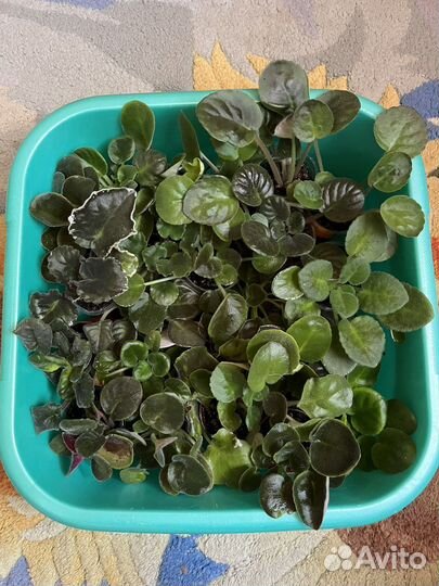 Сортовые фиалки