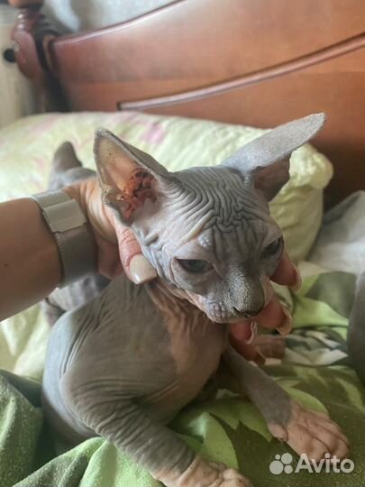 Канадский сфинкс