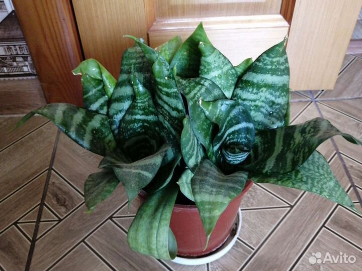 Сансевиерия Ханни тещин язык