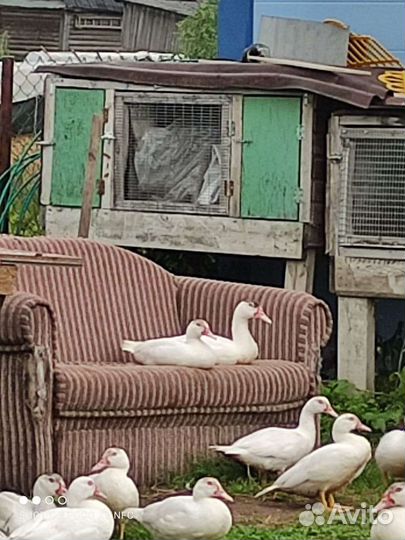 Утята мускусной утки